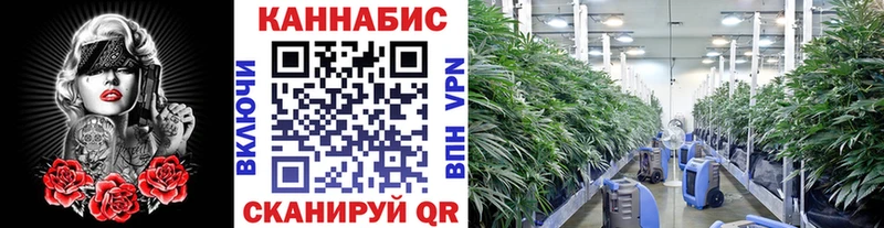 Шишки марихуана марихуана цены Николаевск